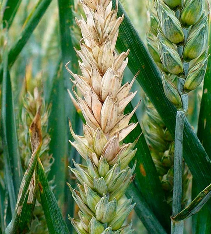 Фузариоз пшеницы: как распознать и лечить гниль колосов и корней? (15 фото)